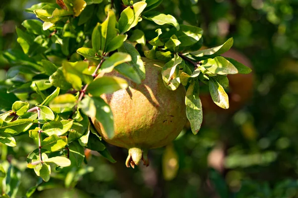 Closeup Shot Pomegranates Ripening Tree — Stockfoto