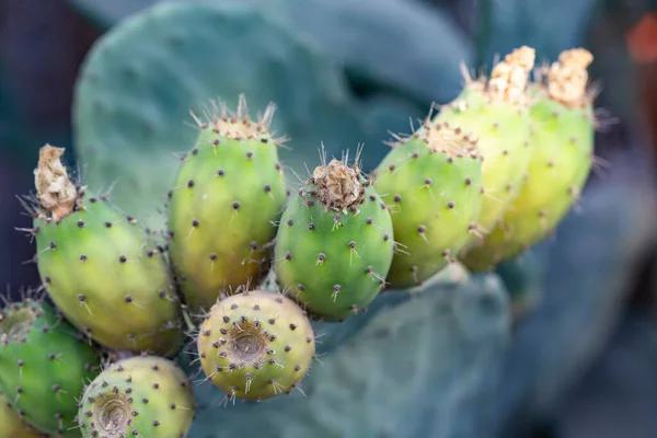Dikenli, çiçek açan kaktüsün yakın görüntüsü