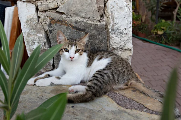 Niedliches Junges Tabby Kätzchen Liegt Garten — Stockfoto