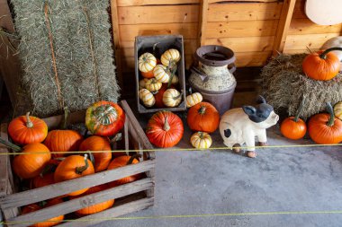 Balkabağı sezonu Laity Pumpkin Patch, British Columbia, Kanada