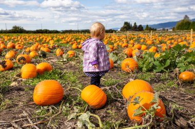 Balkabağı tarlasında tatlı küçük bir kız