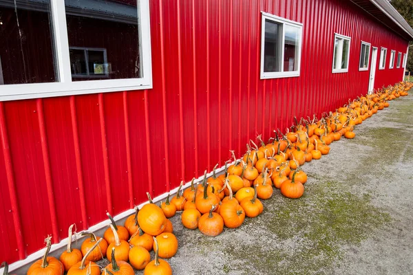 Orange Pumpkins Red Wall Food Background - Stock-foto