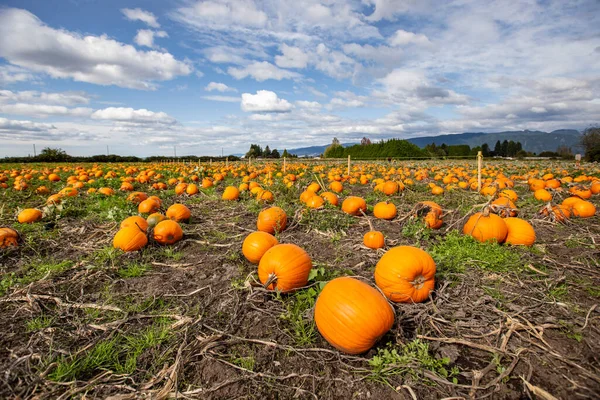 Orange pumpkins ripening on autumnal field