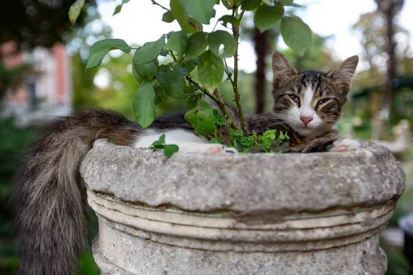 Cute Cat Resting Weathered Cement Vase Garden — Foto de Stock