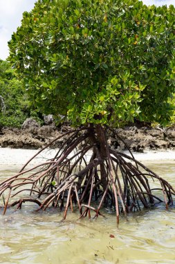 Mangrove trees in the water at Zanzibar, Tanzania 