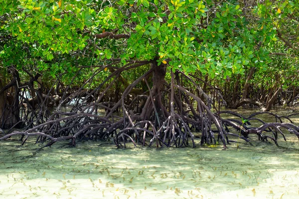 Detail Shot Mangrove Trees Swamp Territory — Fotografia de Stock