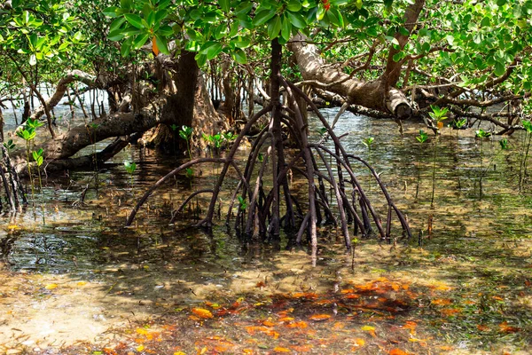 Detalhe Tiro Árvores Mangue Território Pântano — Fotografia de Stock