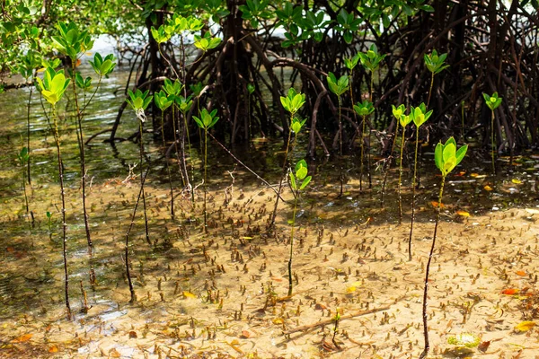 Detalhe Tiro Árvores Mangue Território Pântano — Fotografia de Stock