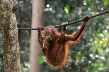 Borneo Sepilok Tapınağında ipte sallanan Orangutan Malezya