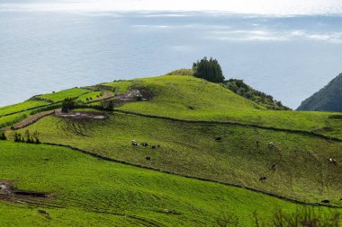 Portekiz 'in Azores adalarındaki parlak yeşil tepeler