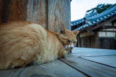 Güney Kore 'deki geleneksel Kore evinin kapısında oturan sevimli kırmızı kedi.