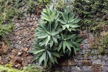 Taş duvarda yetişen sulu bitkiler.