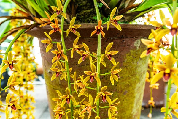 Faial Botanik Bahçesi 'nde inanılmaz çiçek açan orkideler Portekiz' de