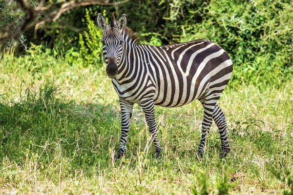 Afrikanische Tiere Im Tarangire Nationalpark Zebras In Der Afrikanischen Savanne Arusha Tansania Natur Reise Stock Photo 303107576