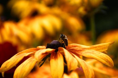 Arı üstüne sarı çiçek