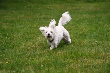 Malta köpek çim üzerinde çalışan
