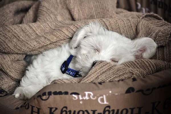 Maltés Cachorro Durmiendo Cama —  Fotos de Stock