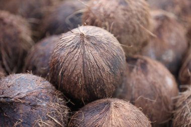 Çiçeklenme karahindiba çiçek alanları