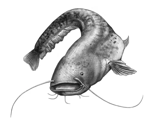 Catfish Freehand Pencil Drowing Catfish Pencil Drawing Illustration — Stock Photo, Image