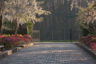 Garden Path in Tallahassee. Azaleas, Spanish Moss and pavers. clipart