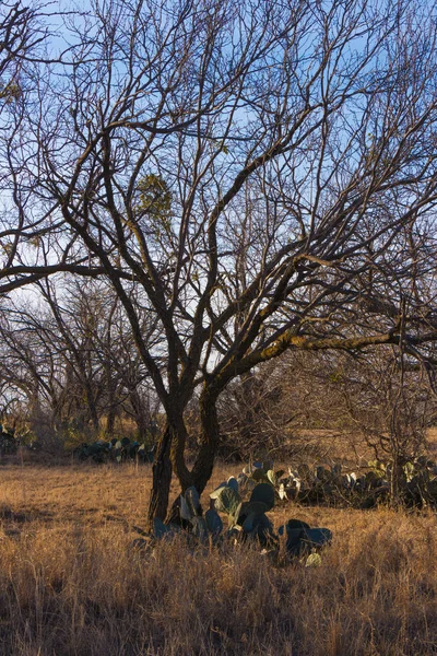 德克萨斯冬季与橡树和仙人掌 — 图库照片