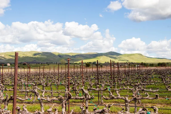 Vineyard Perto Livermore Com California Hills Segundo Plano Entardecer — Fotografia de Stock