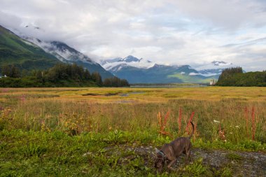 Bay Valdez ve çevreleyen dağ görünümü