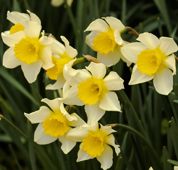 Spring Daffodils Yellow Green — Stock Photo, Image