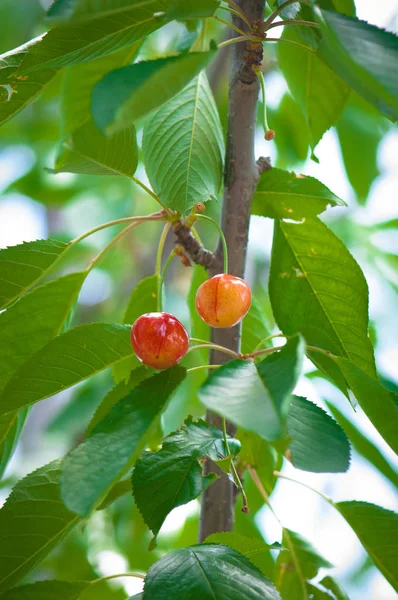 Red Cherries Green Leaves Hanging Tree Branch — Stock Photo, Image