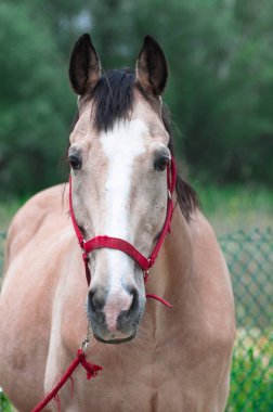 At eğitimi olarak açık kahve renkli at.