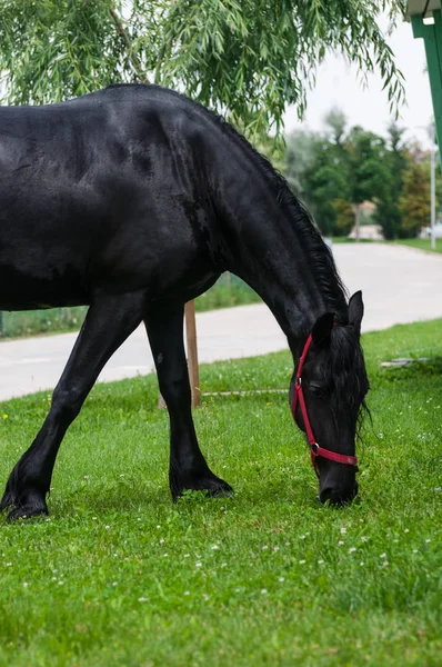 Fekete Fríz Portréja Tavasszal — Stock Fotó