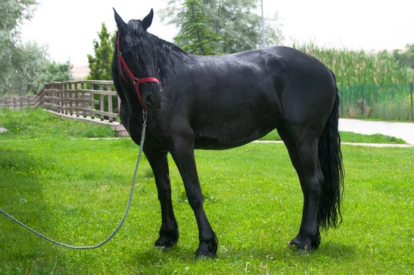 Portrait Black Friesian Horse Spring — Stock Photo, Image