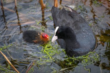 Yeni doğmuş civcivler ile Avrasya Coot (Fulica Atra)