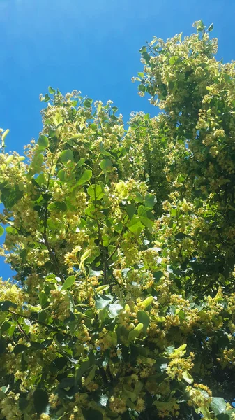 Linden tree (linden tree) linden blossom in natural environment