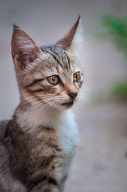 Kediler, Sokak Kedileri, Sokak Kedileri