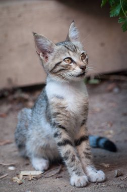Kediler, Sokak Kedileri, Sokak Kedileri