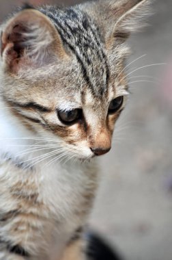 Kediler, Sokak Kedileri, Sokak Kedileri