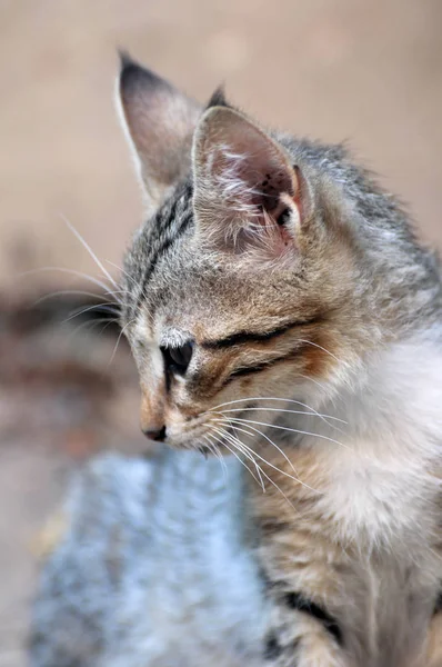 Кішки Алеї Кішок Бродячих Кішок — стокове фото