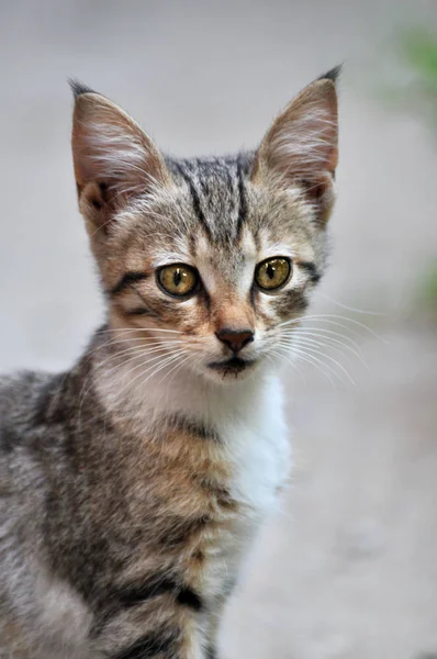 Кішки Алеї Кішок Бродячих Кішок — стокове фото