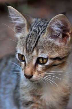 Kediler, Sokak Kedileri, Sokak Kedileri