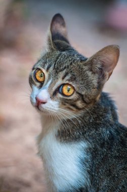 Kediler, Sokak Kedileri, Sokak Kedileri