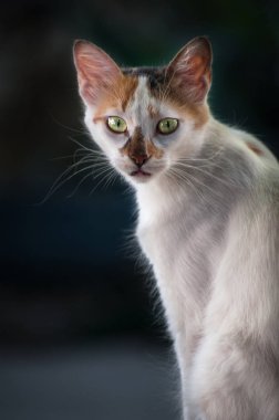 Kediler, Sokak Kedileri, Sokak Kedileri