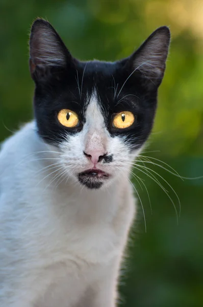 Katter Alley Katter Herrelösa Katter — Stockfoto