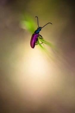 Doğadaki böcekler... baharda, böcekler çiçeklerin üzerinde uçar..
