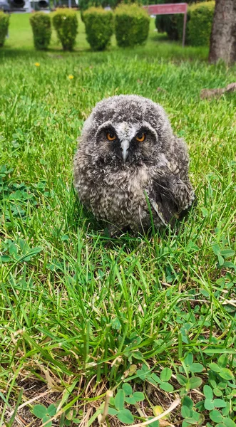 Eulenjunges Seiner Natürlichen Umgebung Vom Nest Getrennt — Stockfoto