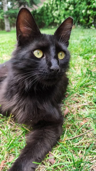 Nahaufnahme Von Schwarzer Streunender Katze Beim Entspannen Gras — Stockfoto