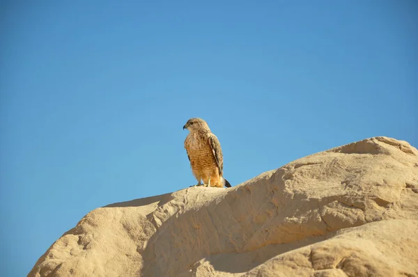 Photo Hawk Living Desert — Stock Photo, Image