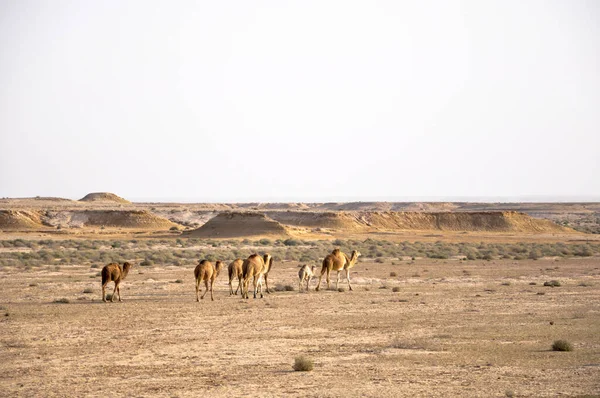 Manada Camellos Que Viven Desierto Del Sahara Túnez — Foto de Stock