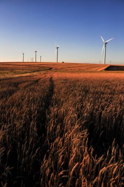 Buğday ekme alanında rüzgar enerjisi türbinleri