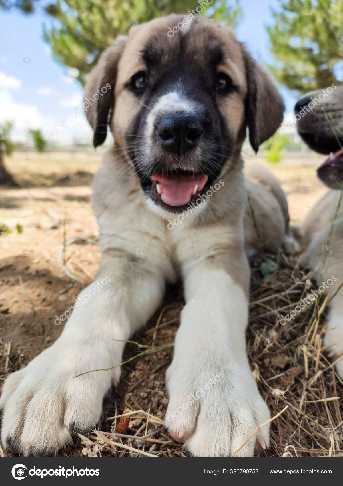 Kangal Dogs Images Libres De Droit Photos De Kangal Dogs Depositphotos Kangal Dogs Images Libres De Droit Photos De Kangal Dogs Depositphotos